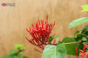 jungle flame red partial bloom