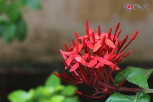 jungle flame red