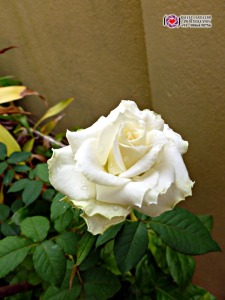 white Rose