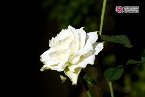 white rose1 copy