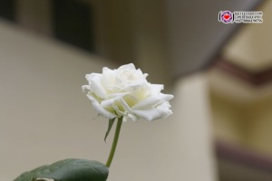 white rose2 copy